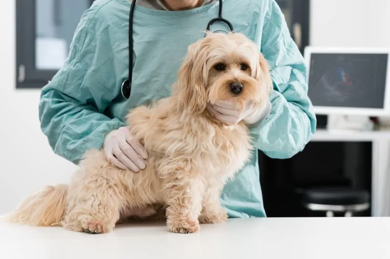 Signs Your Pet Needs Emergency Vet Care