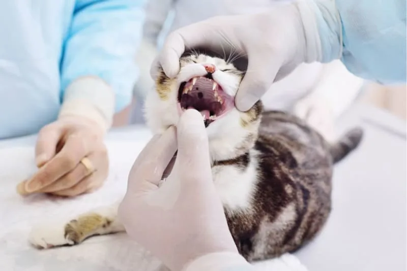 Gingivitis in Cats: Symptoms, Causes & Treatments