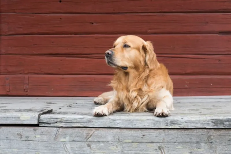 Anaplasmosis in Dogs