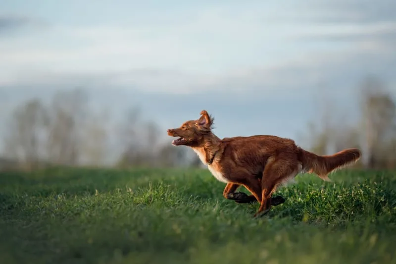 Hip Dysplasia Surgery for Dogs