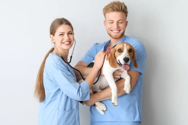 Finding The Right Vet For Your Pet