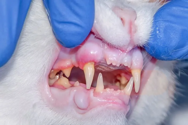 Gingivitis in Cats: Signs, Causes & Treatment