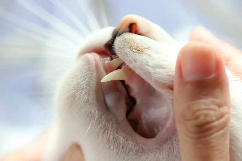 Cat Gingivitis Treatment & Prevention