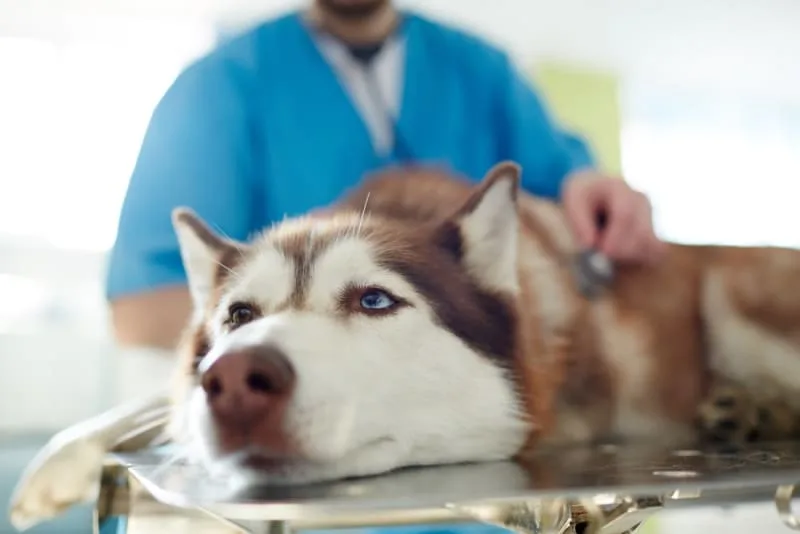 Hookworm in Dogs: Signs, Treatment & Prevention