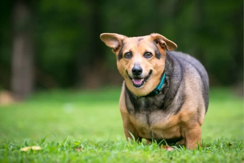 Geriatric Pet Care: Weight Loss in Senior Dogs