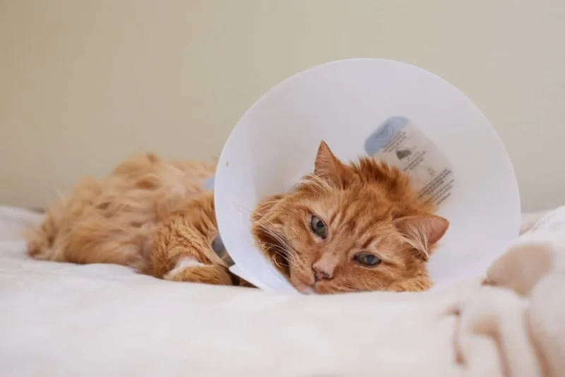PU Surgery in Cats