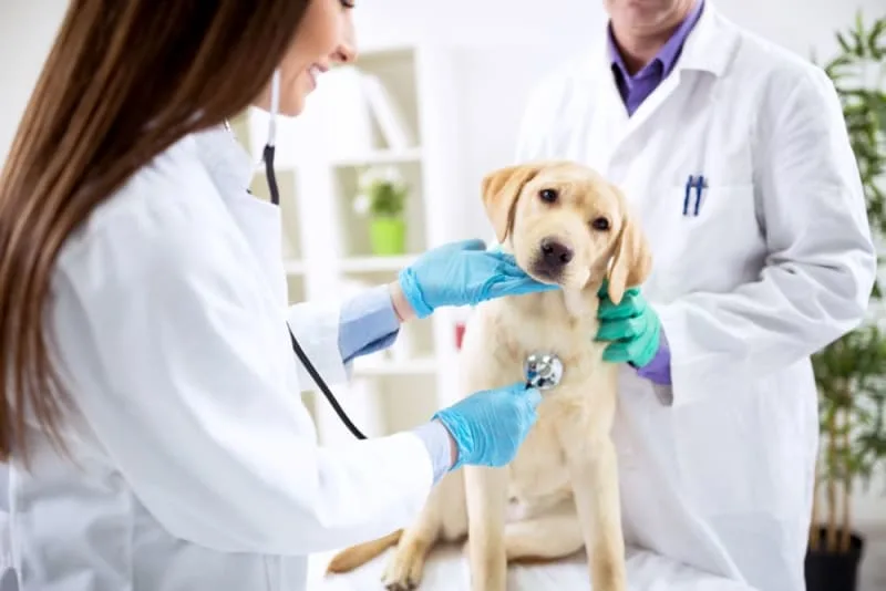 Puppy's First Vet Visit: Checklist & What to Expect