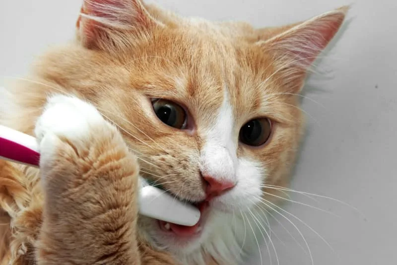 Gingivitis in Cats: Symptoms, Causes & Treatments