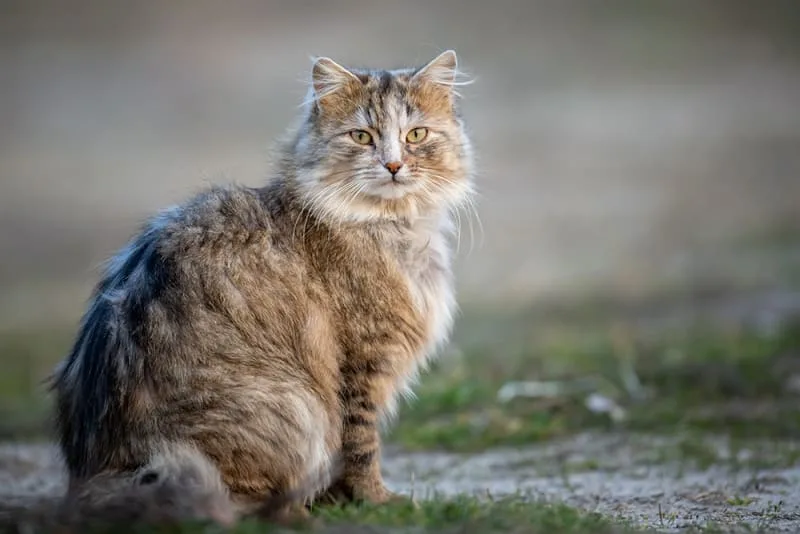 What is the FVRCP vaccine for cats?