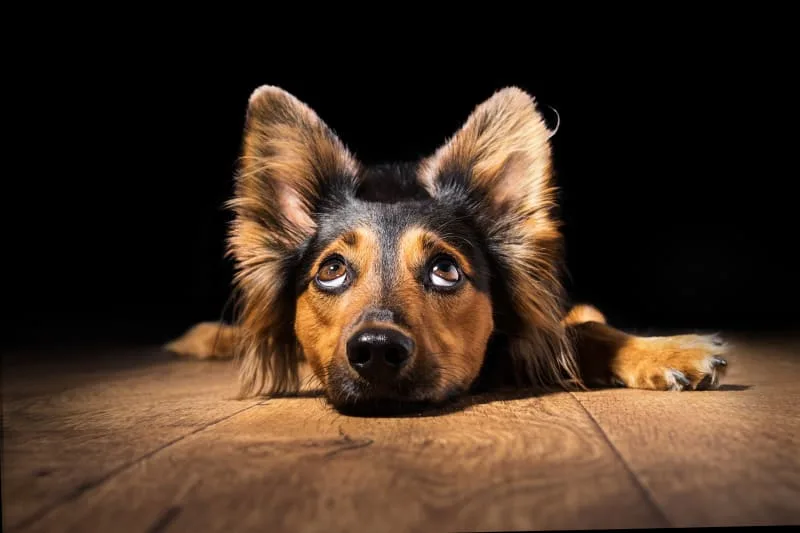 Taking Care Of Ear Infections in Dogs