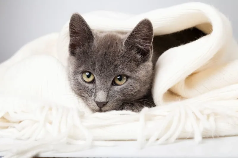 Signs Your Cat Is Sick