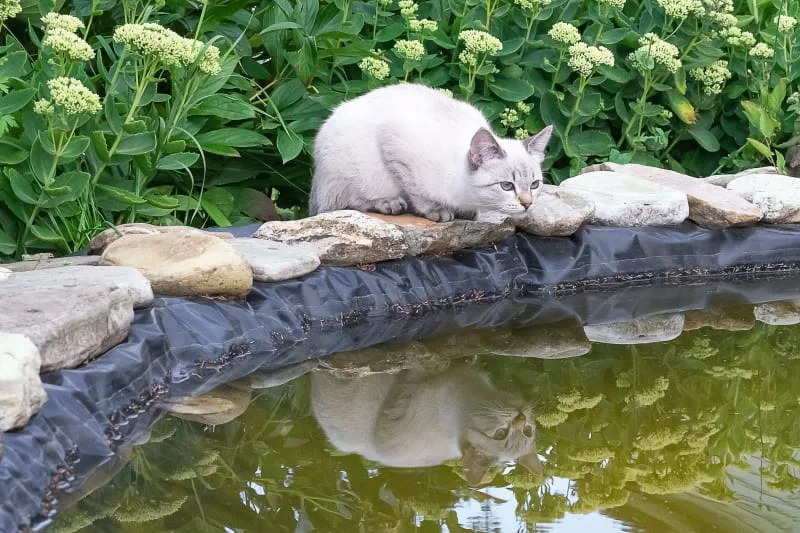 Facts About Giardia in Cats