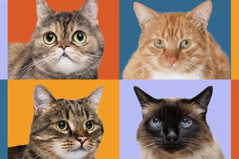 15 Cute Cat Breeds For Your Family