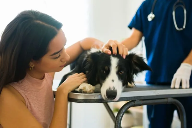 Acute Kidney Failure in Dogs