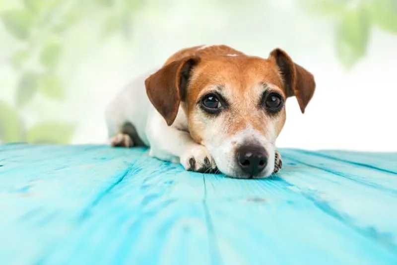 Bad Breath in Dogs: Causes & Remedies