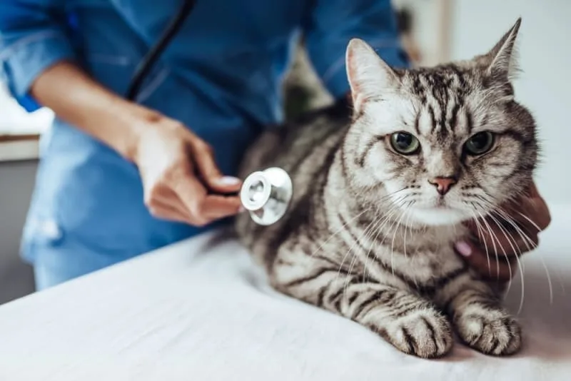 How often do you take a cat to the vet?