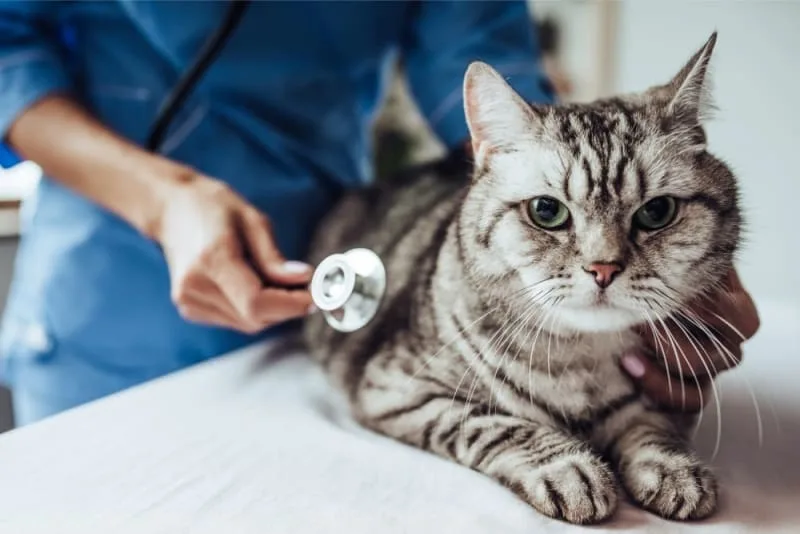 How Often Do You Take a Cat to the Vet?