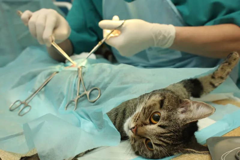 Strategies to Help Your Cat That is Recovering From Surgery