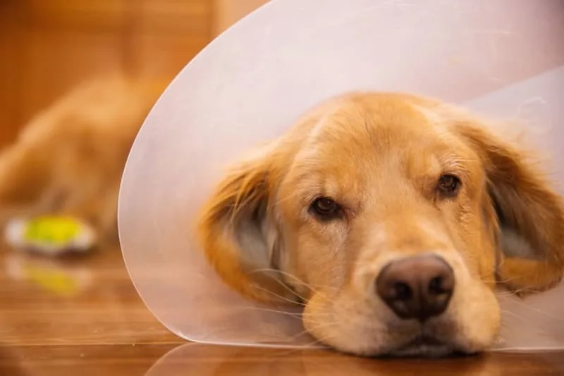 Dog Intestinal Blockage Surgery