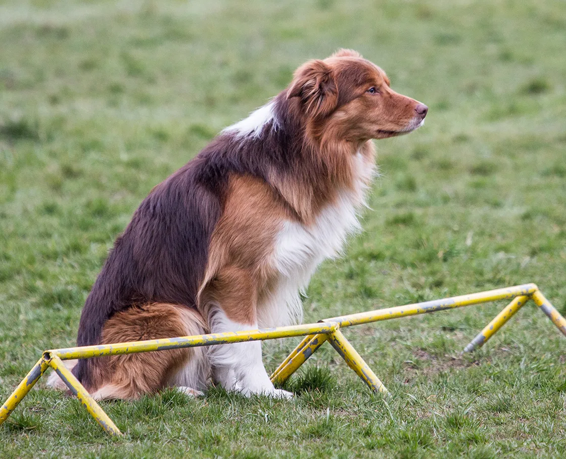 sad collie who wants to play but cant