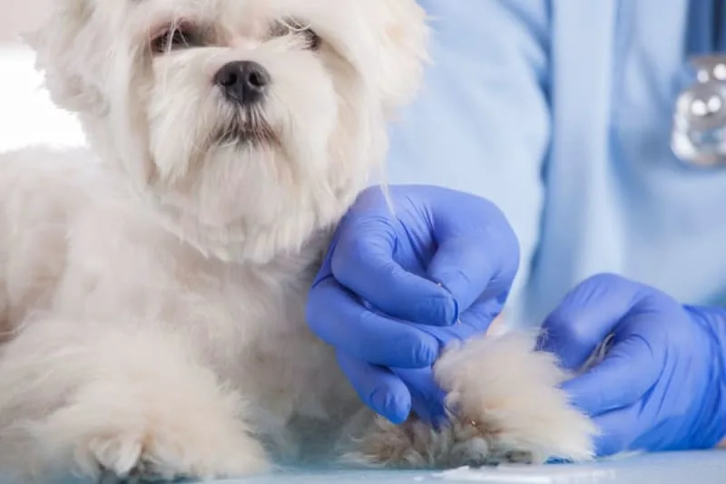 5 Health Benefits of Acupuncture for Dogs
