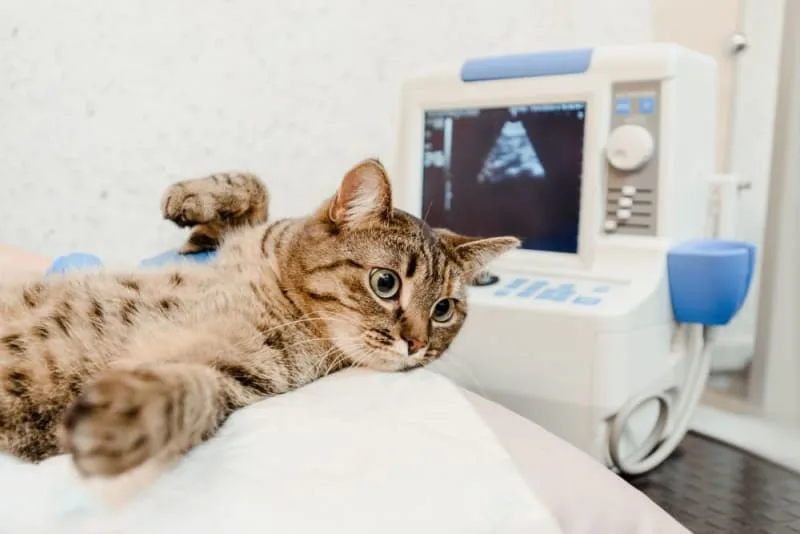 Diagnostic Imaging For Your Dog or Cat