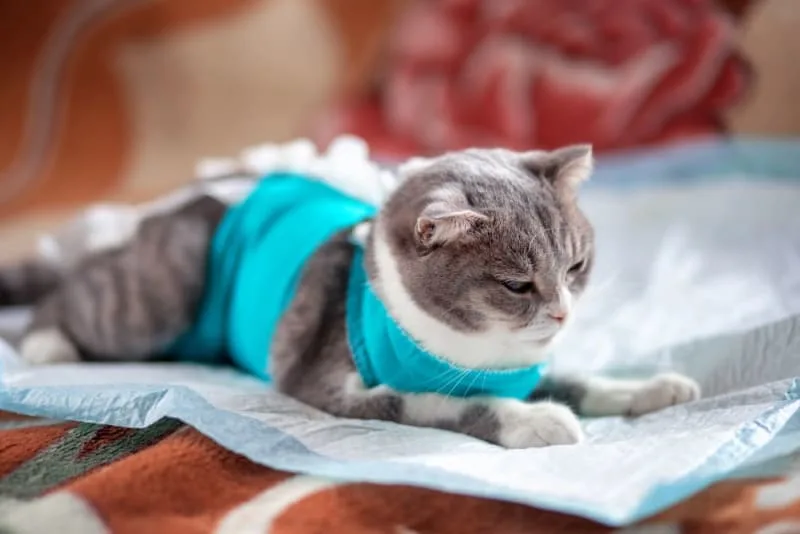 Male Cat Before & After Neutering: Behavior & Recovery
