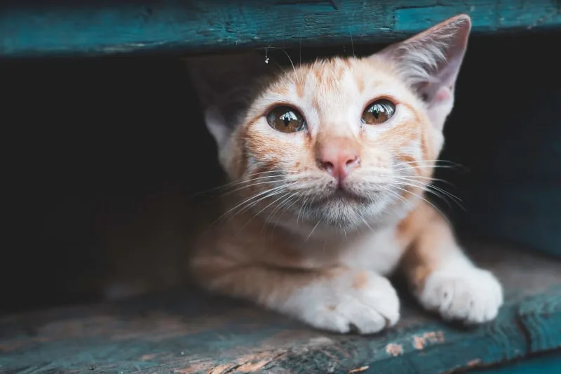 Leptospirosis in Cats