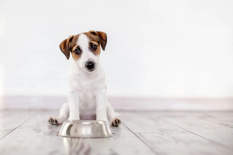 Why Won't My Dog Eat?