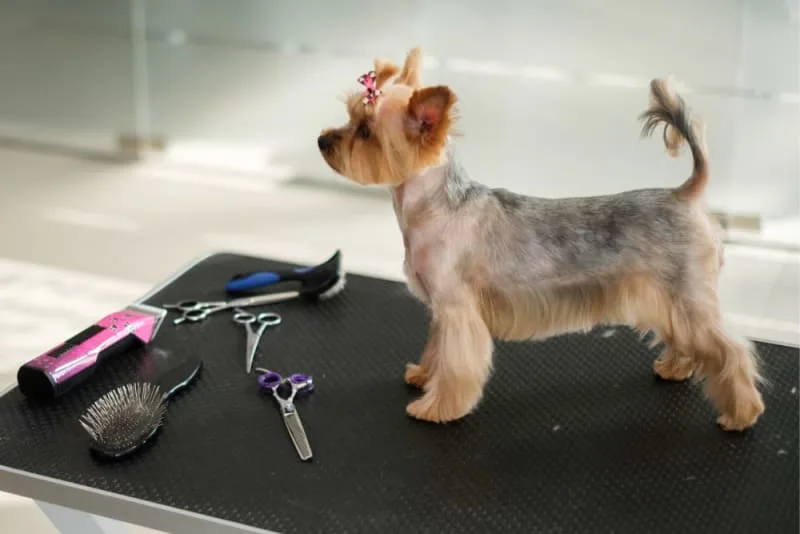 How to Groom an Aggressive Dog