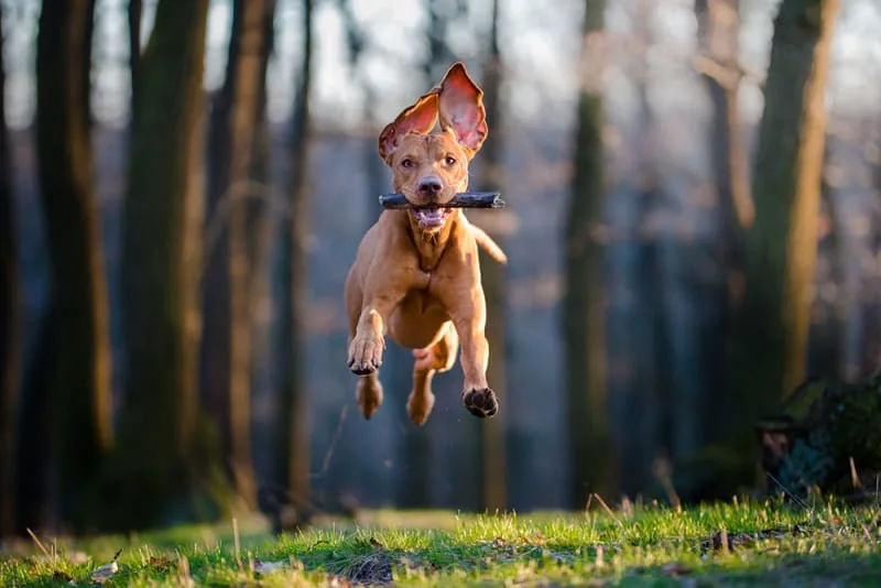 TPLO Surgery To Treat Cruciate Injuries in Dogs