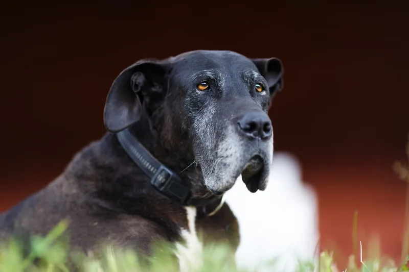 Joint Pain in Dogs - Signs, Causes & Treatment
