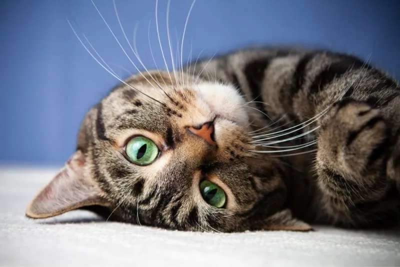 A Complete Preventative Veterinary Cat Wellness Plan