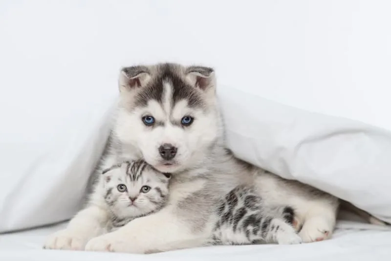 Can You Raise a Puppy & Kitten Together?