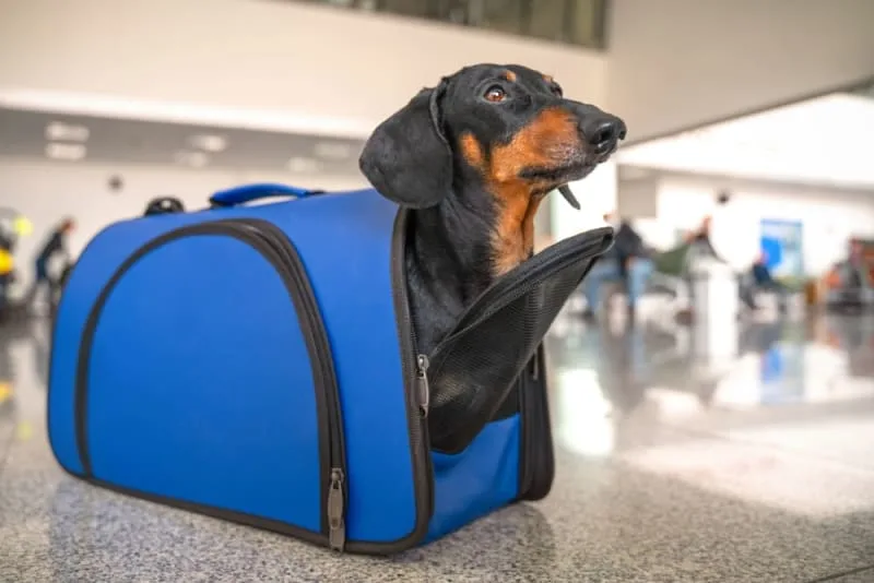 How to Get Health Certificates for Pets & Costs to Budget For