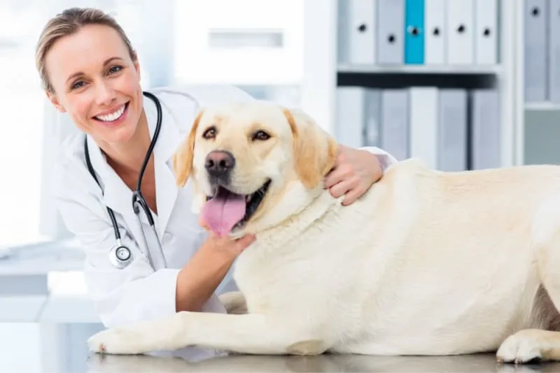 Anesthesia for Dogs