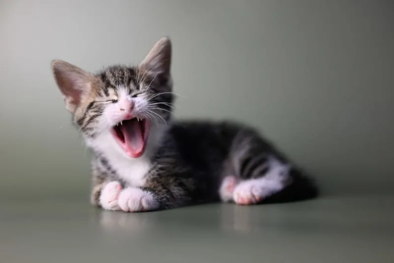 Kitten Teething