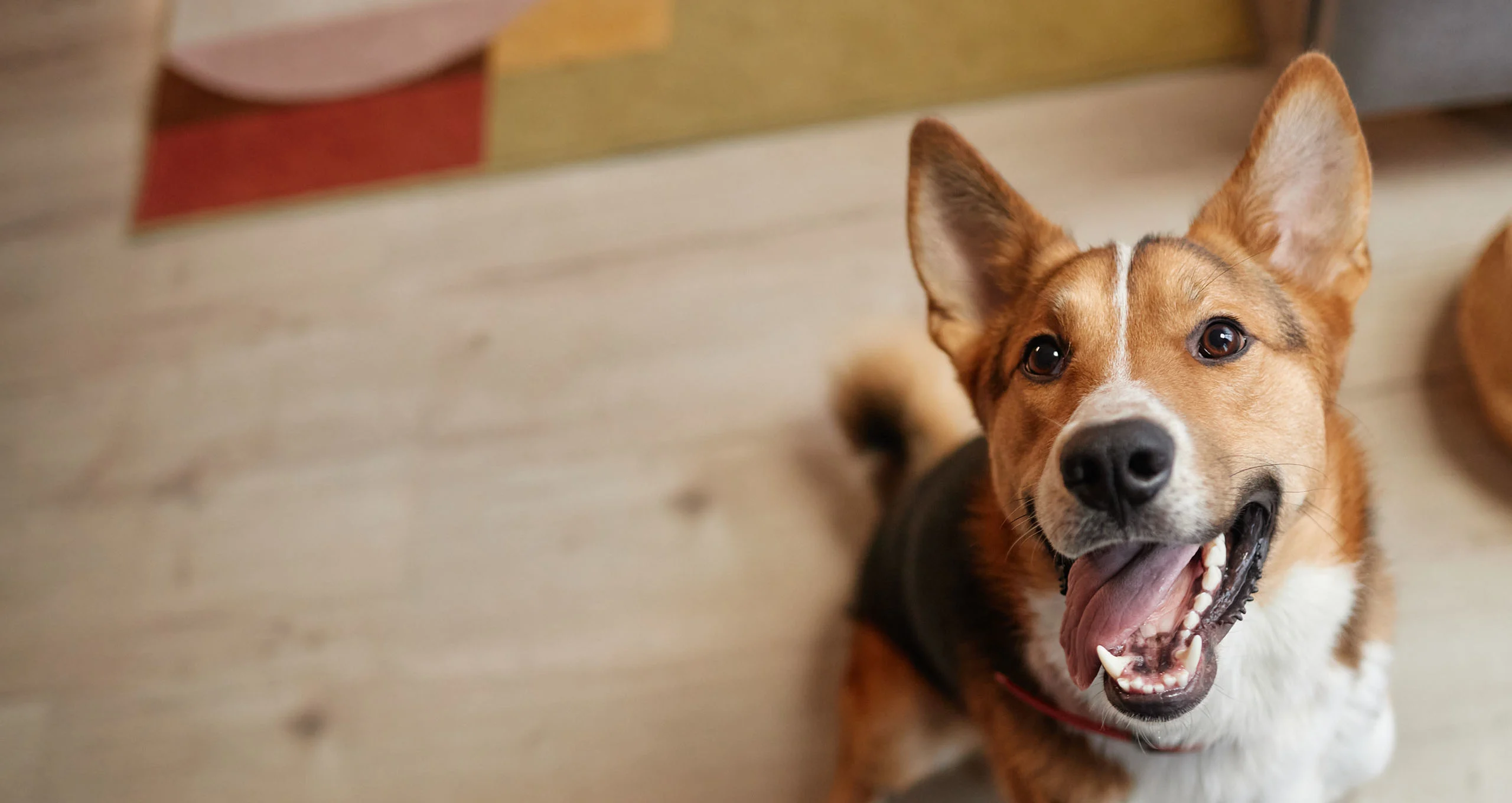 h top down portrait of a large eared mixed dog on wood floor