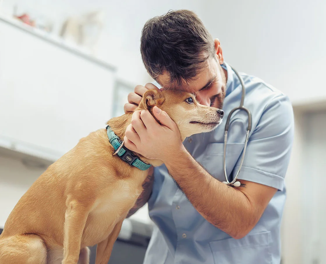 vet hugs mixed breed on exam table