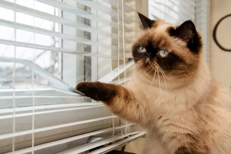 Can diabetes cause blindness in cats?