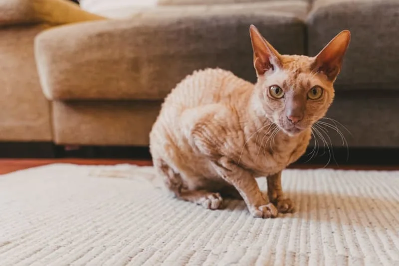 How Often Do You Take a Cat to the Vet?