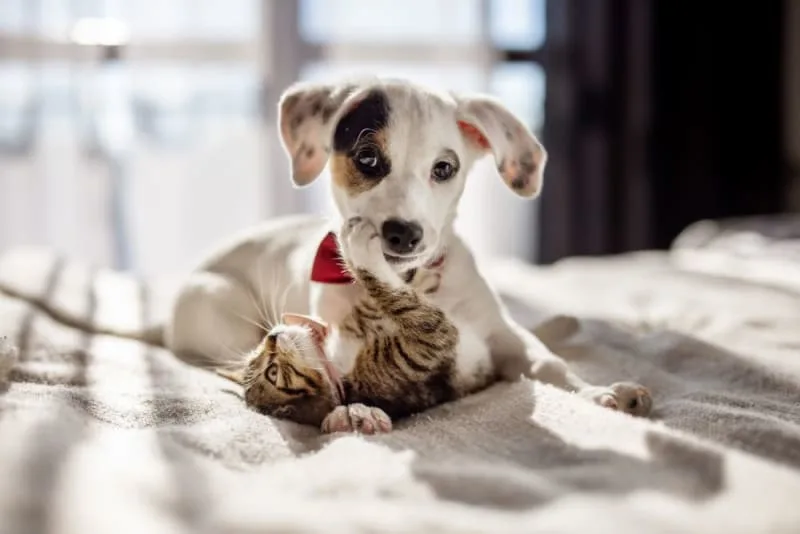 Raising a Puppy and Kitten Together