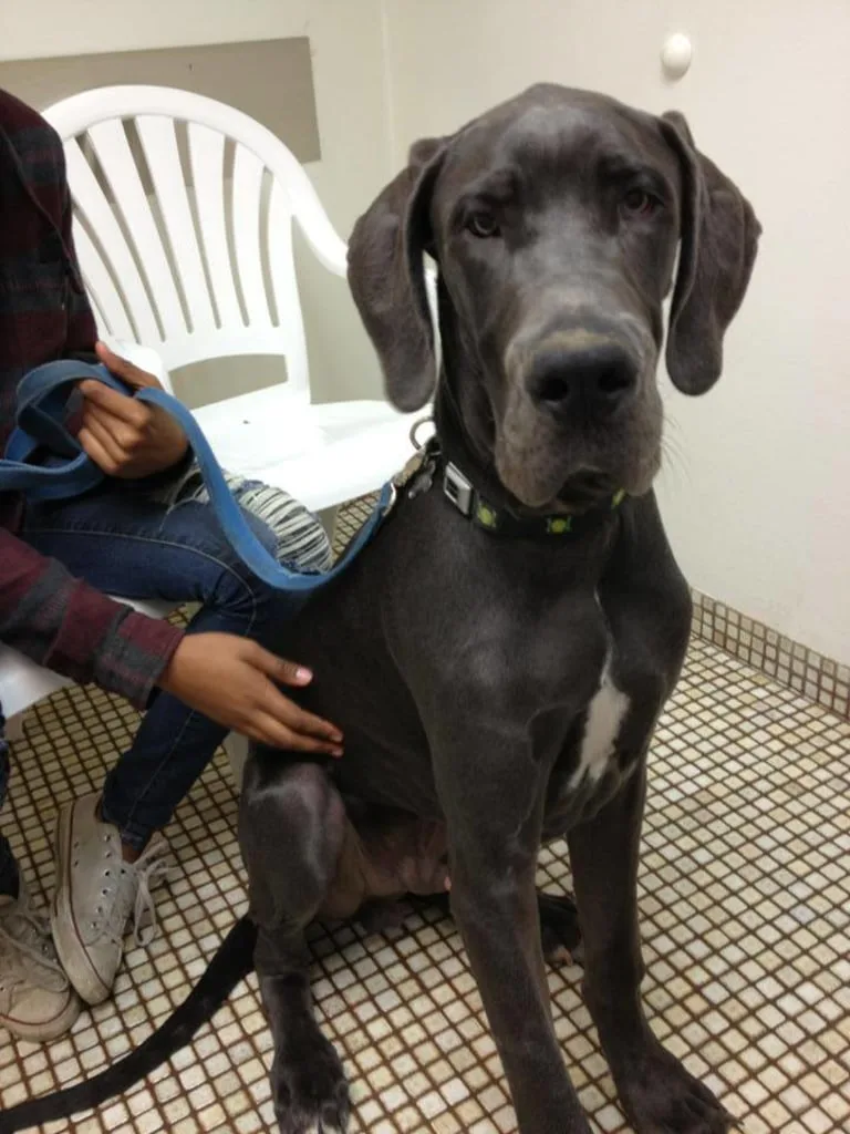 black dog in animal hospital