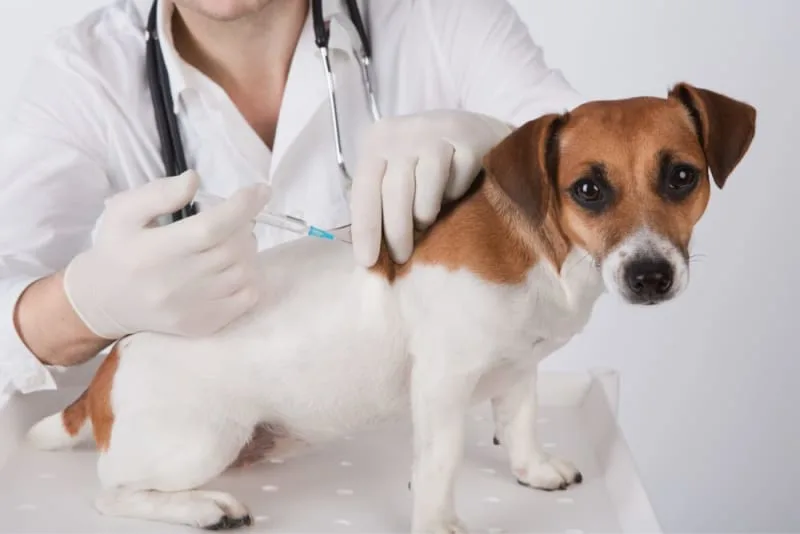 Should I get my dog vaccinated? Why do it and when to do it