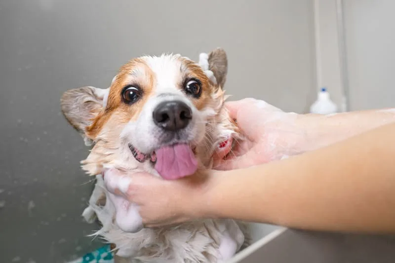 What You Need To Know About Dog Grooming