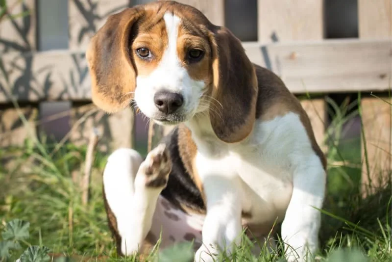 How To Help A Dog With Allergic Dermatitis