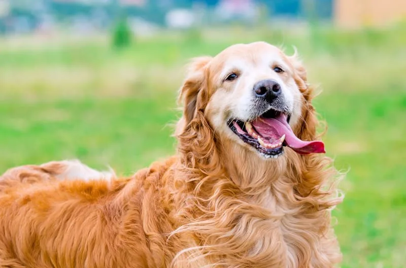 TPLO Surgery in Dogs