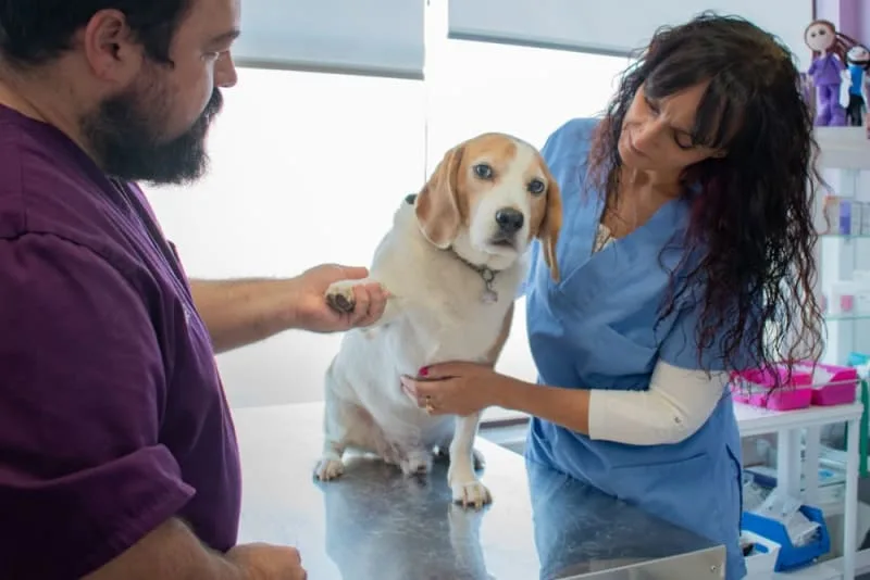 ACL in Dogs