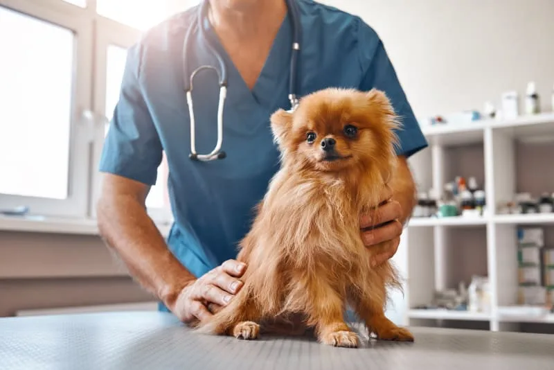 6 Easy Ways That You Can Keep Your Dog Healthy