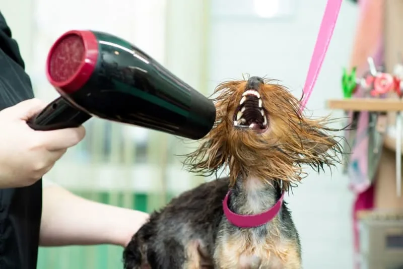 Grooming & Anxiety in Dogs: What to Do & How to Help
